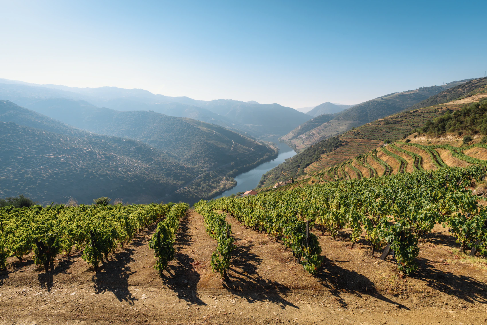 Terraced green vineyards rising above the river in Portugal’s Douro Valley