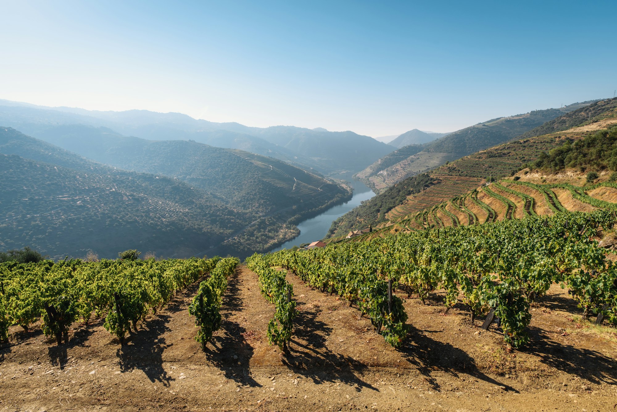 The vineyards in Douro Valley, Portugal. The UNESCO World Heritage region where the Porto Wine is produced.