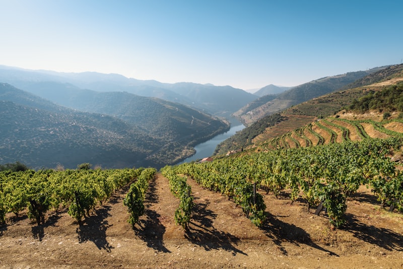Viñedos del Valle del Douro