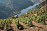 Vibrant green vineyards are sprawled across terraced hillsides, overlooking a calm and winding river. The landscape is dotted with a small house featuring a red roof, nestled amongst the vines, under a clear sky. The scene is lush and serene, highlighting the neatly organized rows of grapevines flanking the river banks.