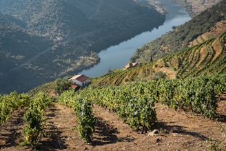 Vibrant green vineyards are sprawled across terraced hillsides, overlooking a calm and winding river. The landscape is dotted with a small house featuring a red roof, nestled amongst the vines, under a clear sky. The scene is lush and serene, highlighting the neatly organized rows of grapevines flanking the river banks.