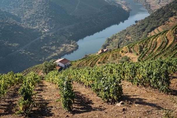Vibrant green vineyards are sprawled across terraced hillsides, overlooking a calm and winding river. The landscape is dotted with a small house featuring a red roof, nestled amongst the vines, under a clear sky. The scene is lush and serene, highlighting the neatly organized rows of grapevines flanking the river banks.