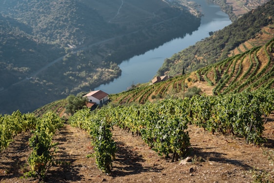 Vibrant green vineyards are sprawled across terraced hillsides, overlooking a calm and winding river. The landscape is dotted with a small house featuring a red roof, nestled amongst the vines, under a clear sky. The scene is lush and serene, highlighting the neatly organized rows of grapevines flanking the river banks.