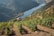 Vibrant green vineyards are sprawled across terraced hillsides, overlooking a calm and winding river. The landscape is dotted with a small house featuring a red roof, nestled amongst the vines, under a clear sky. The scene is lush and serene, highlighting the neatly organized rows of grapevines flanking the river banks.