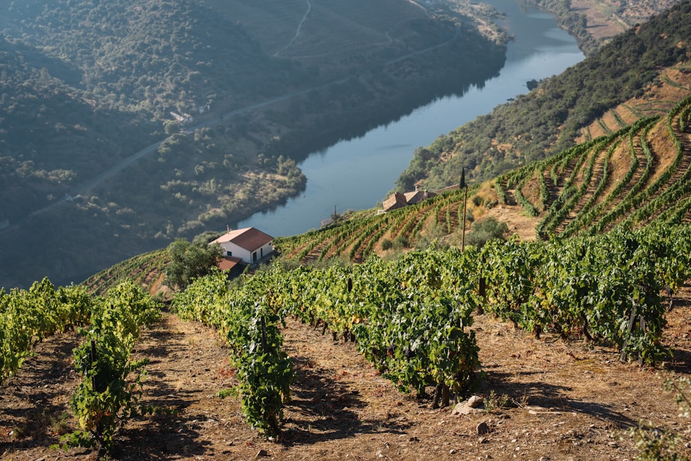 Árboles verdes cerca del cuerpo de agua durante el día