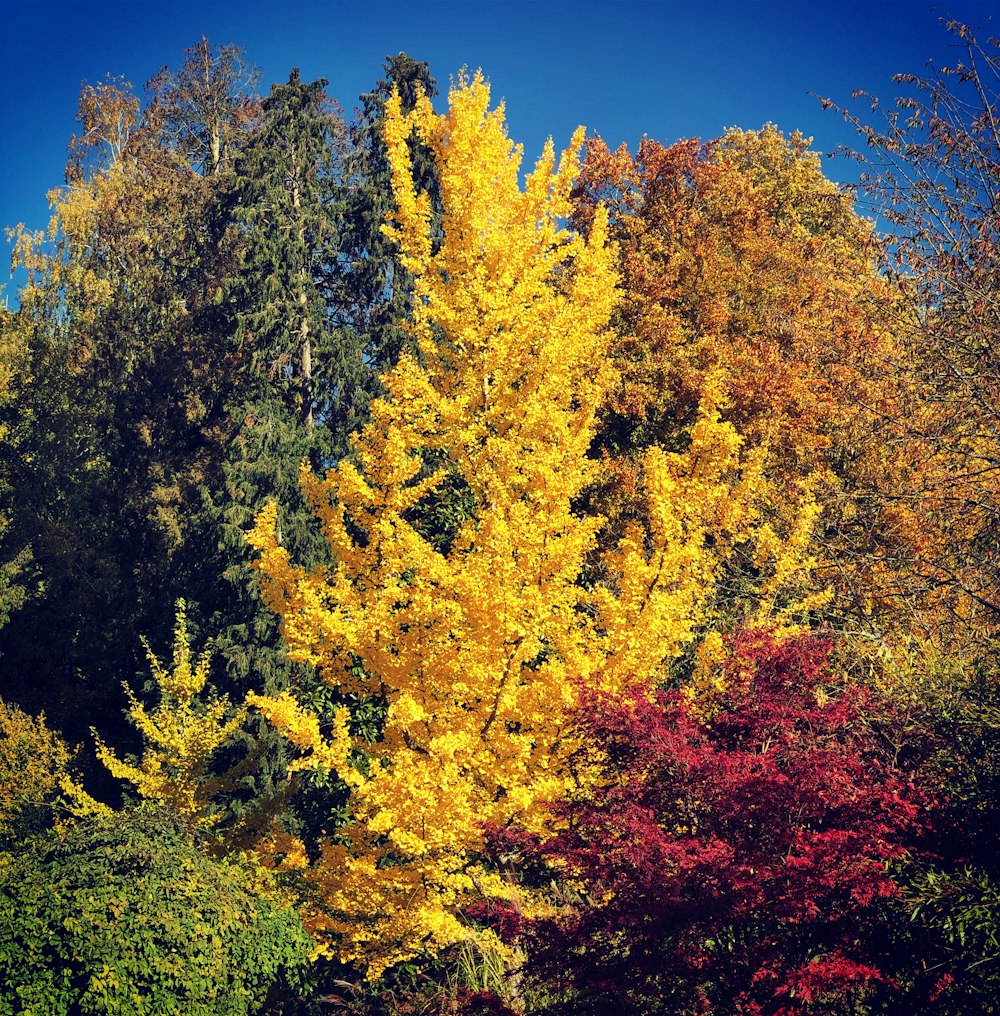 yellow and green trees under blue sky during daytime