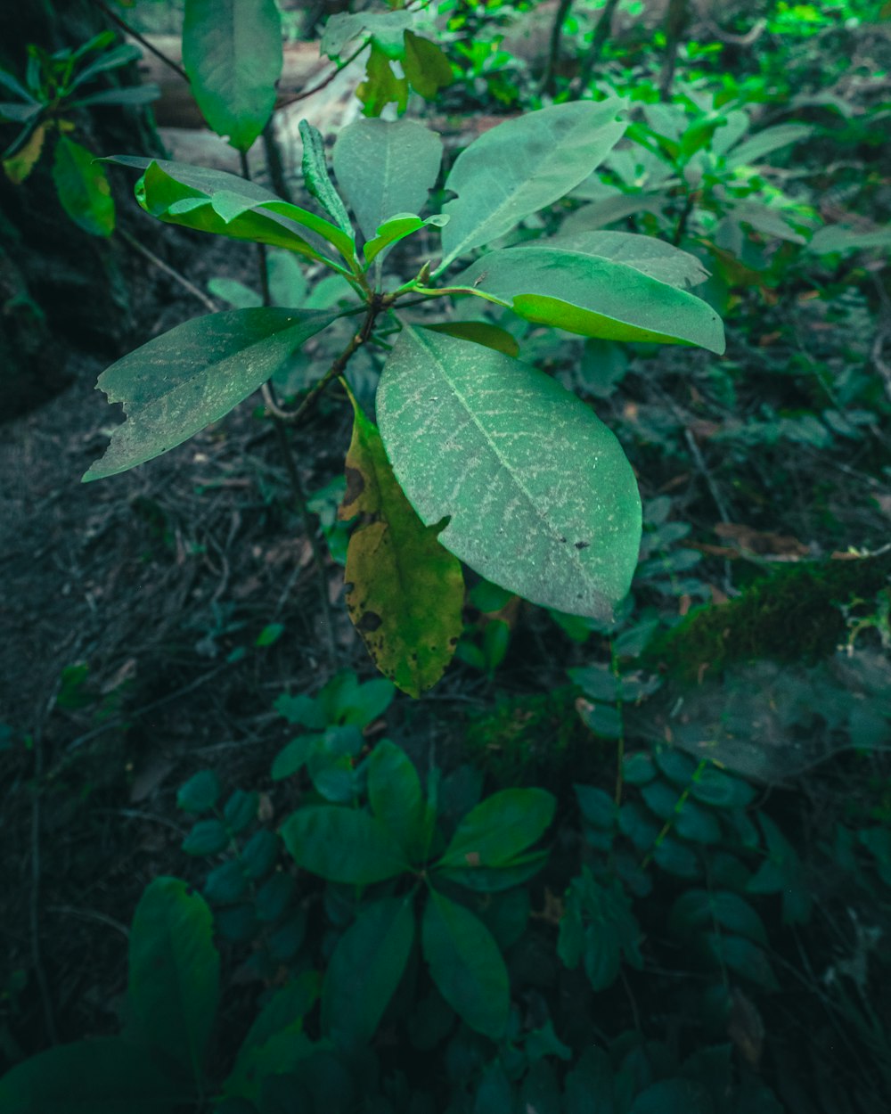 green leaves on brown soil