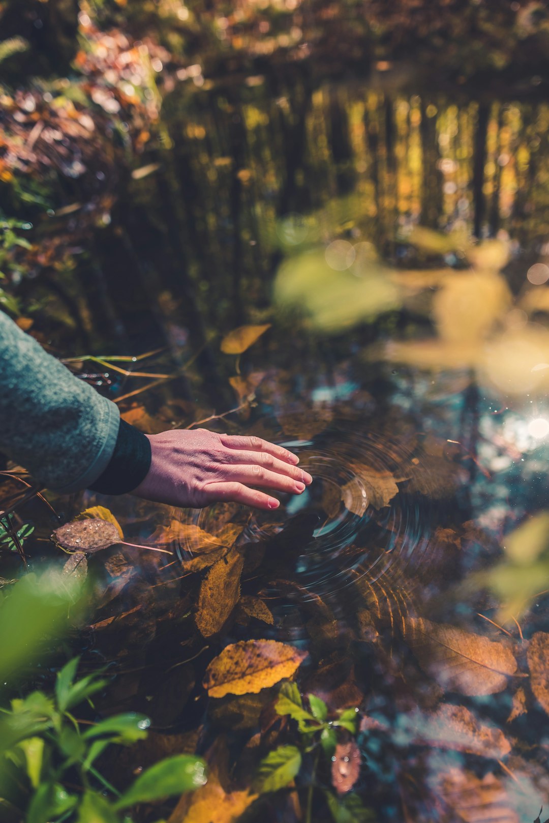 person in blue long sleeve shirt holding brown dried leaves