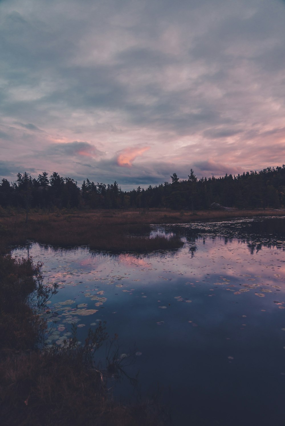 body of water near trees during daytime