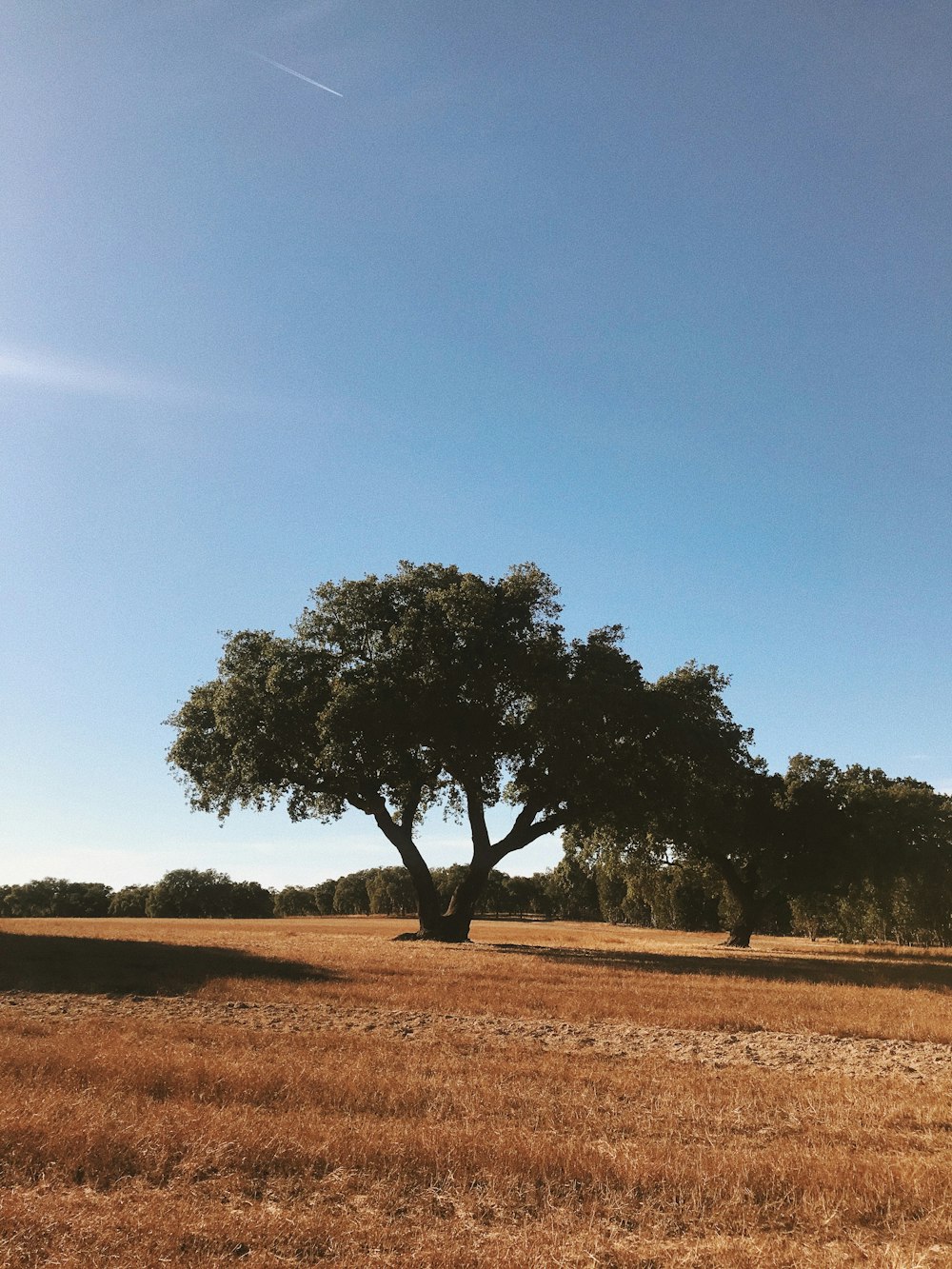 grüner Baum auf braunem Feld unter blauem Himmel tagsüber