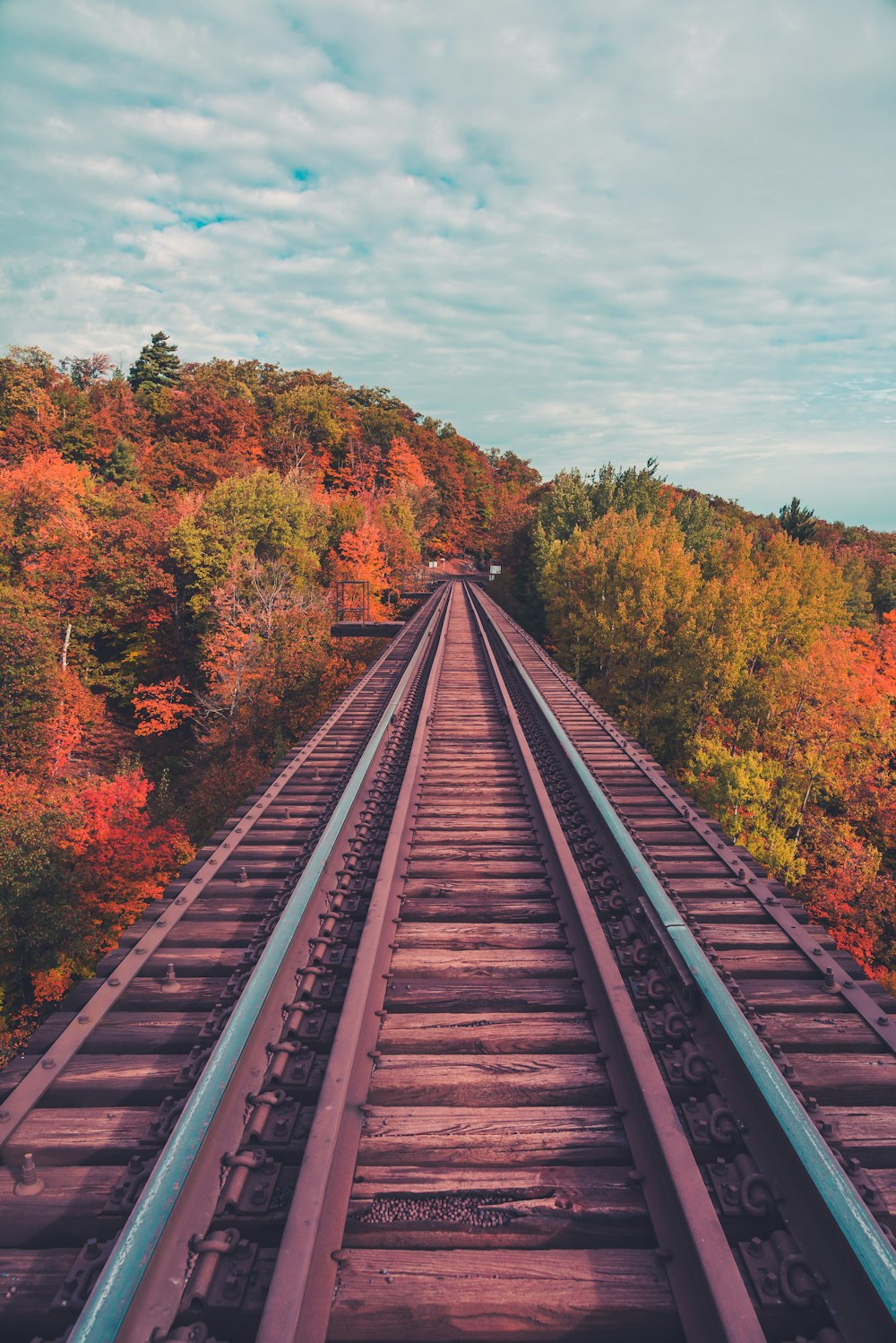 train rail between trees during daytime