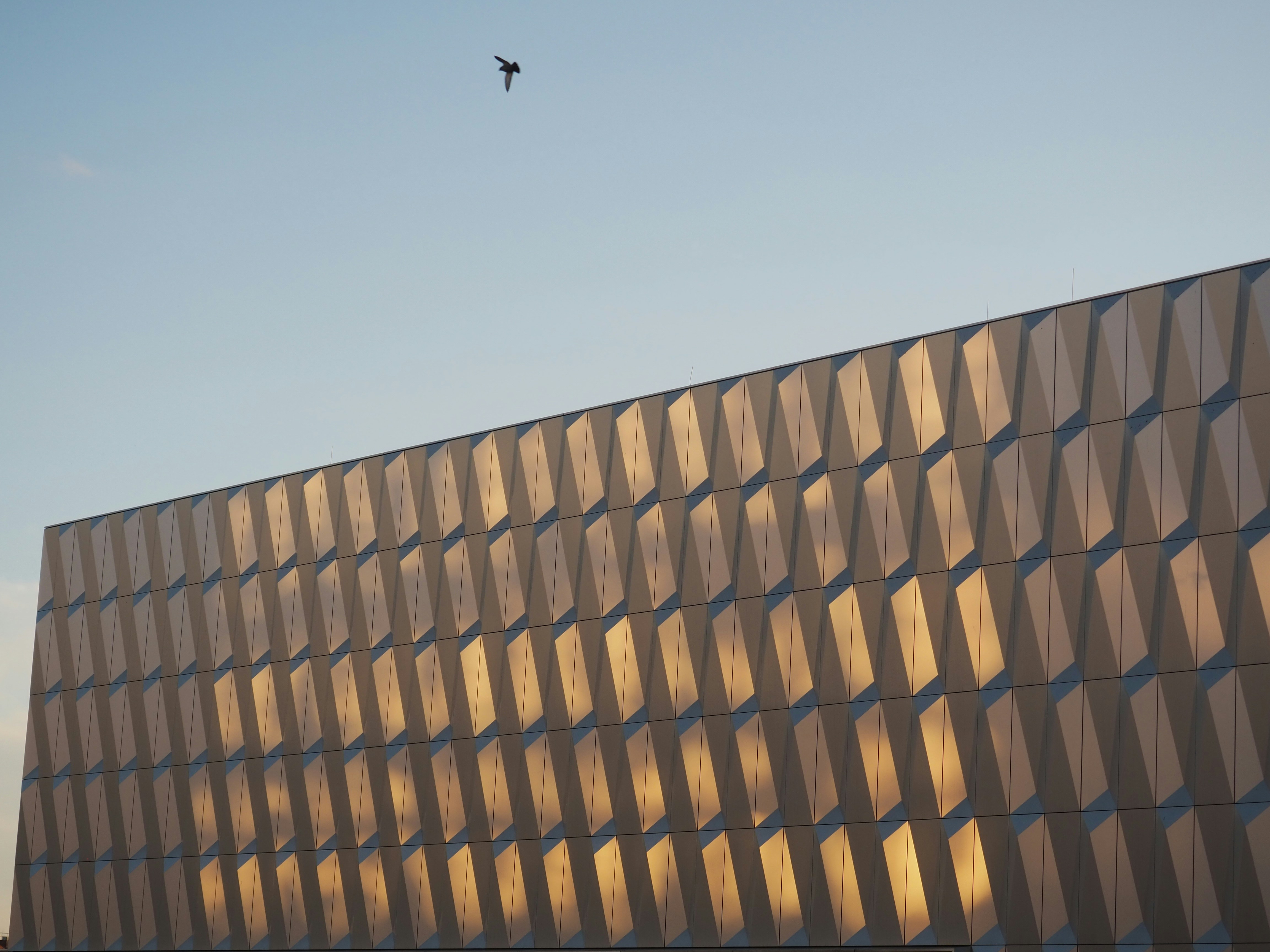 black bird flying over brown concrete building during daytime