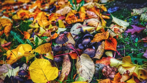 A vibrant forest floor dotted with various mushrooms in autumn light.