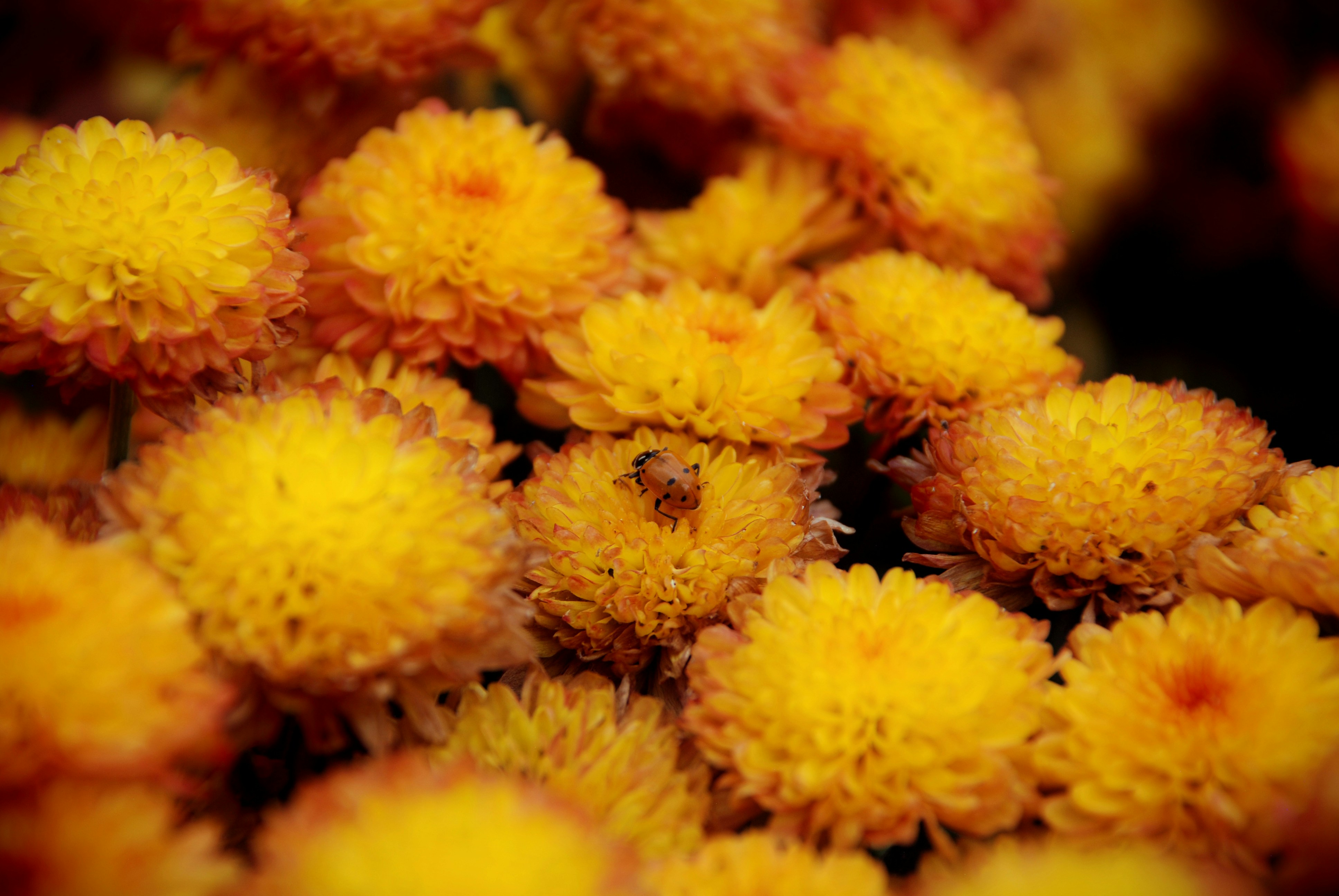 yellow flowers in macro lens