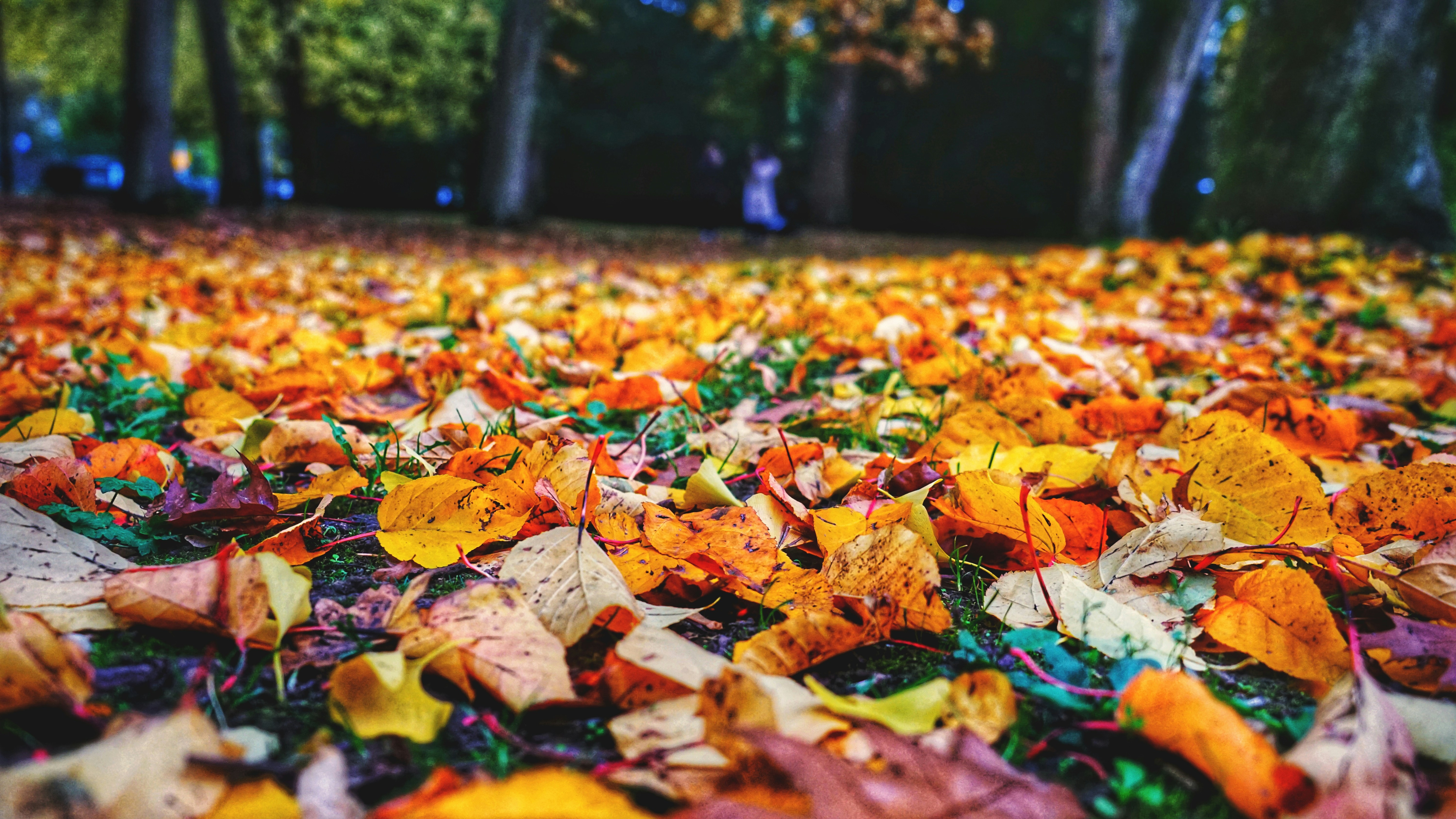 fall floor care