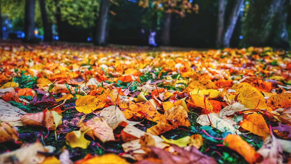 brown and yellow leaves on ground