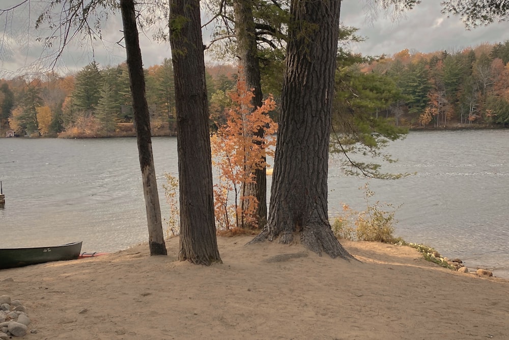 brown tree near body of water during daytime