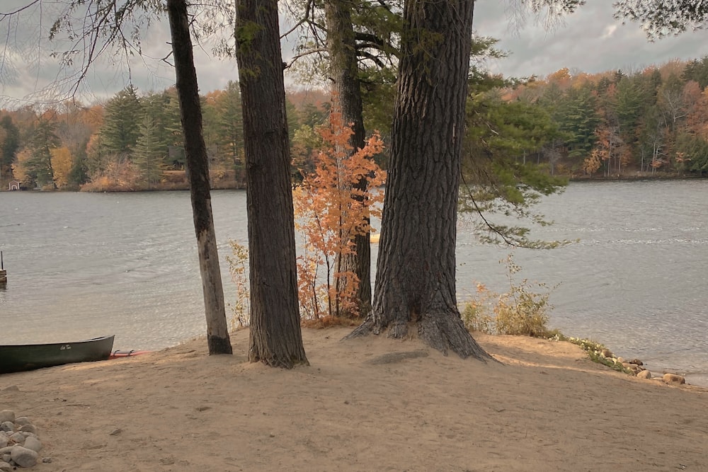 albero marrone vicino allo specchio d'acqua durante il giorno