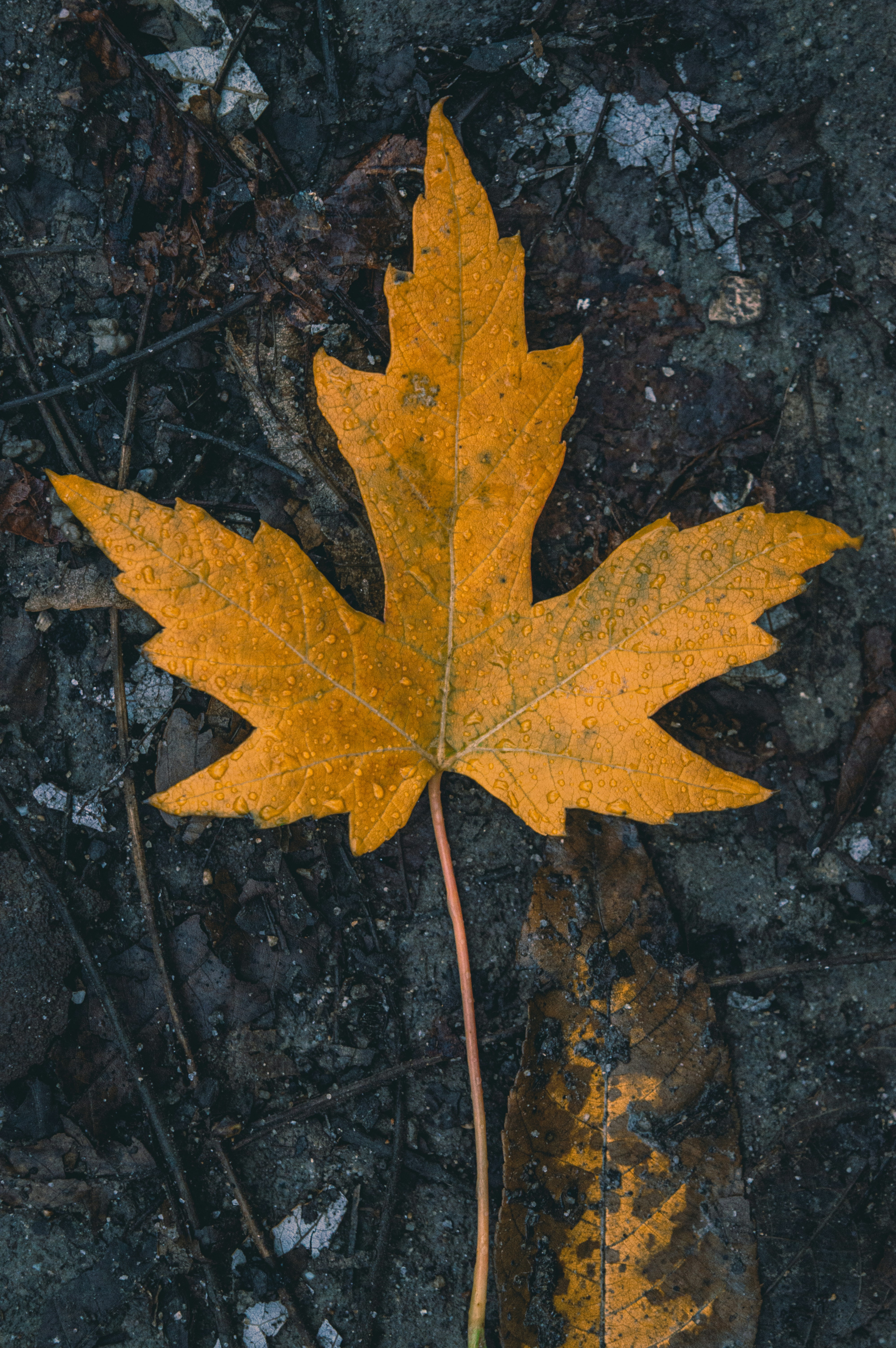 red maple leaf on black soil