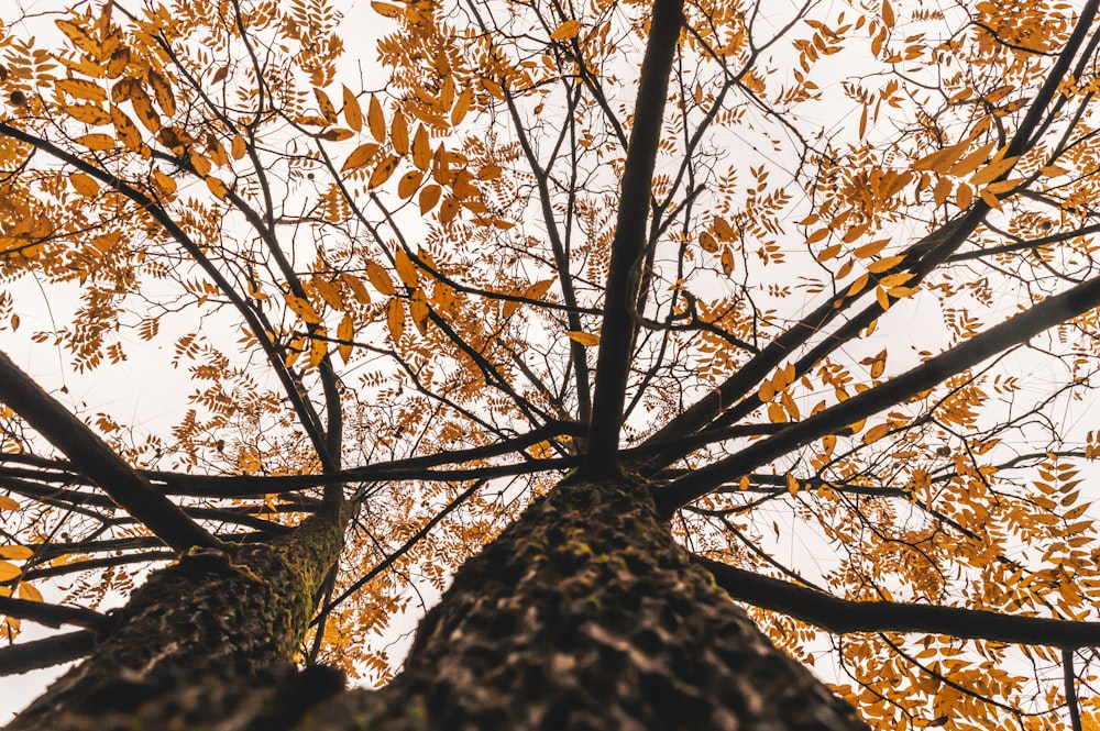 low angle photography of brown leaf trees during daytime