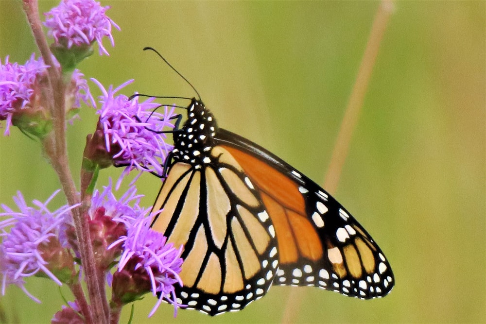 monarch butterfly perched on purple flower in close up photography during daytime