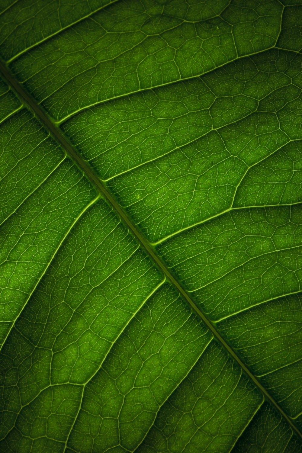 green leaf in close up photography