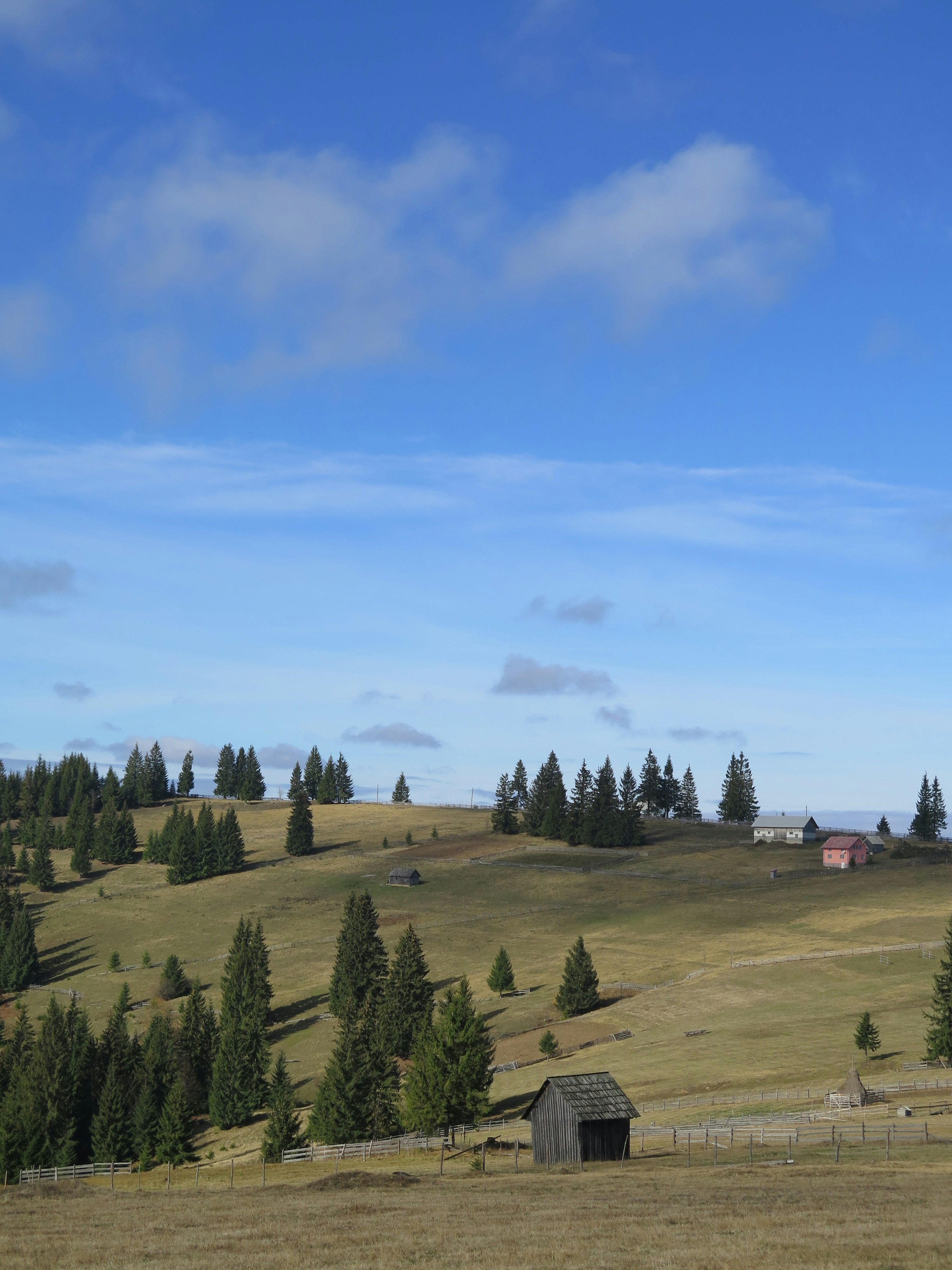 green trees on green grass field under blue sky during daytime