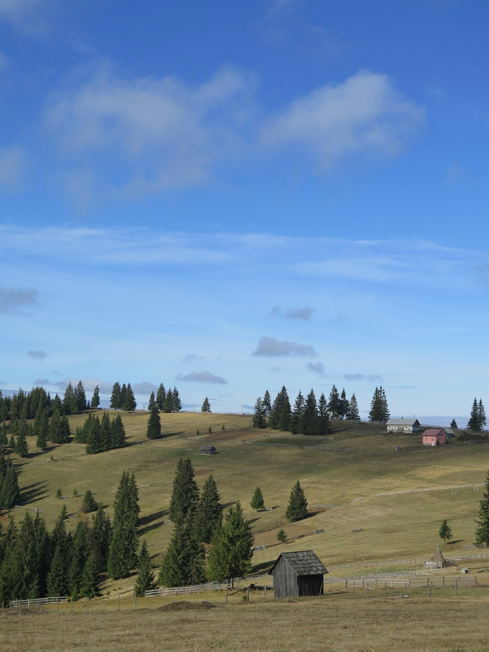 green trees on green grass field under blue sky during daytime