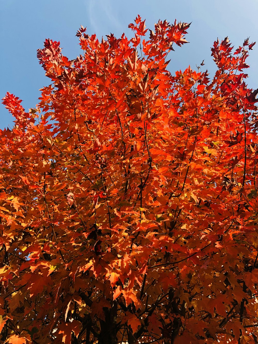 red and brown leaves tree under blue sky during daytime