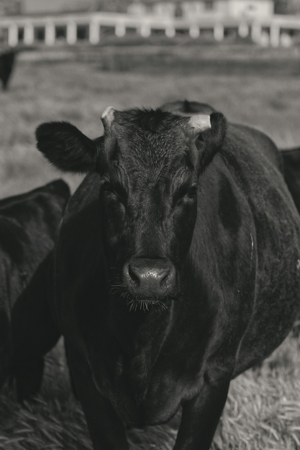 Vaca negra en campo marrón