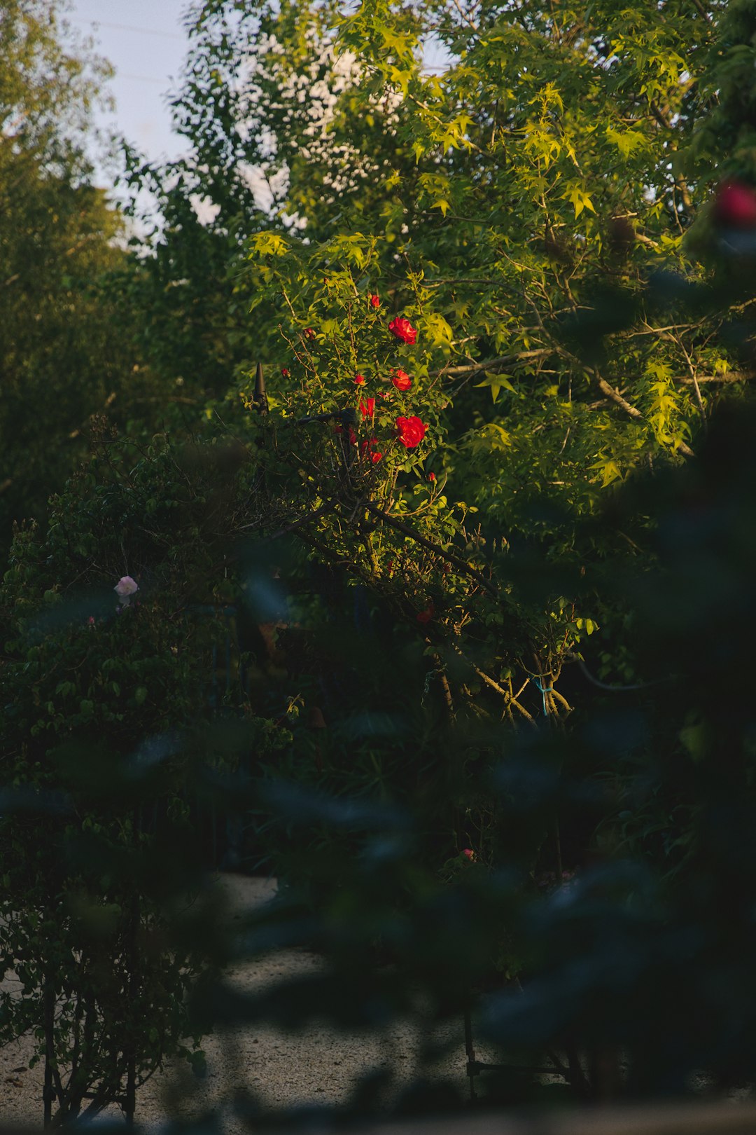 red round fruits on green tree during daytime