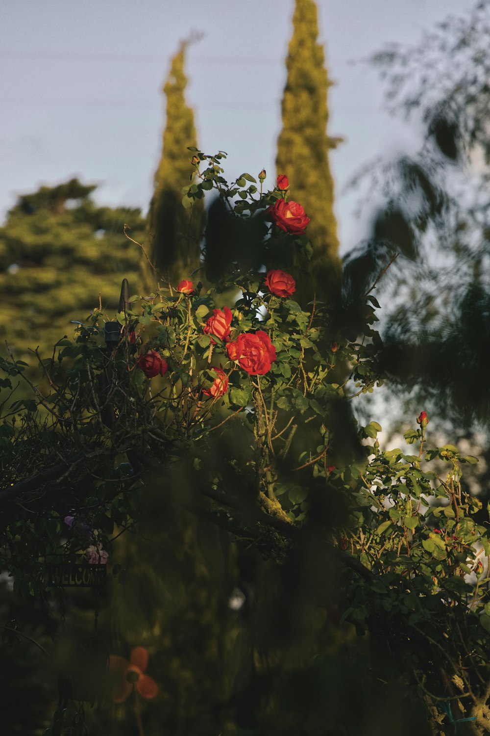 red round fruits on green tree during daytime