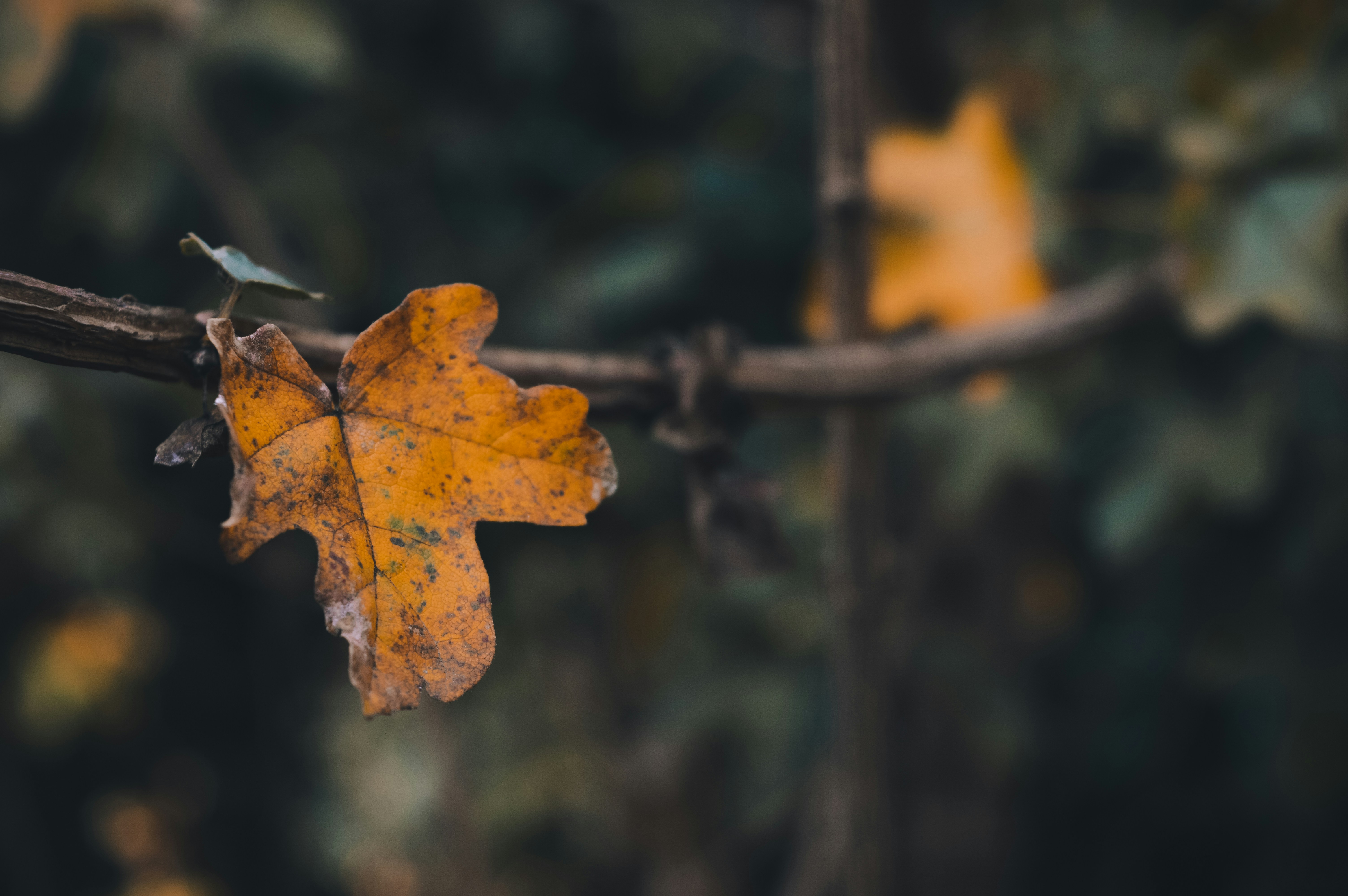 Photo by claudiumorut