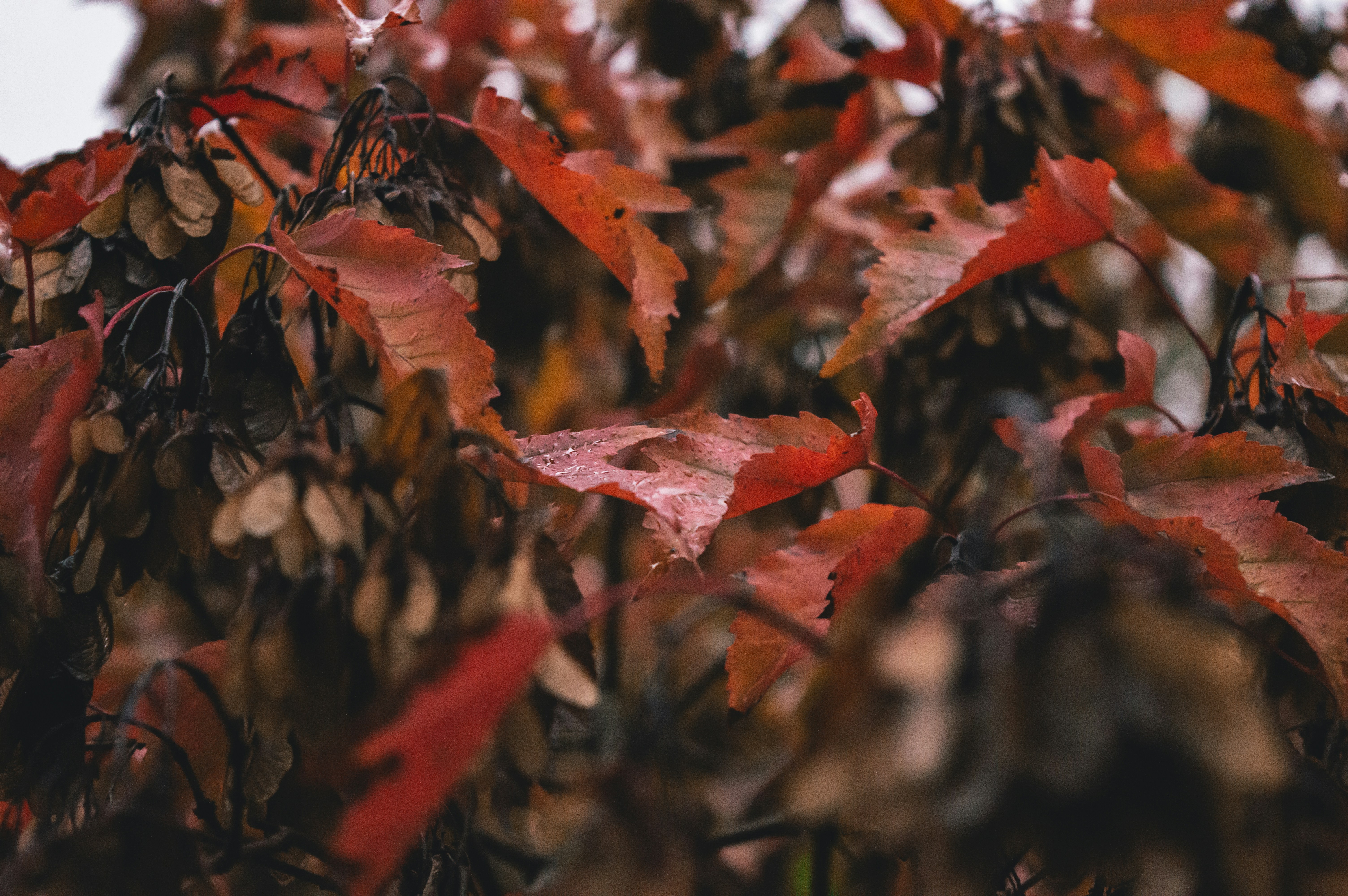 Photo by claudiumorut