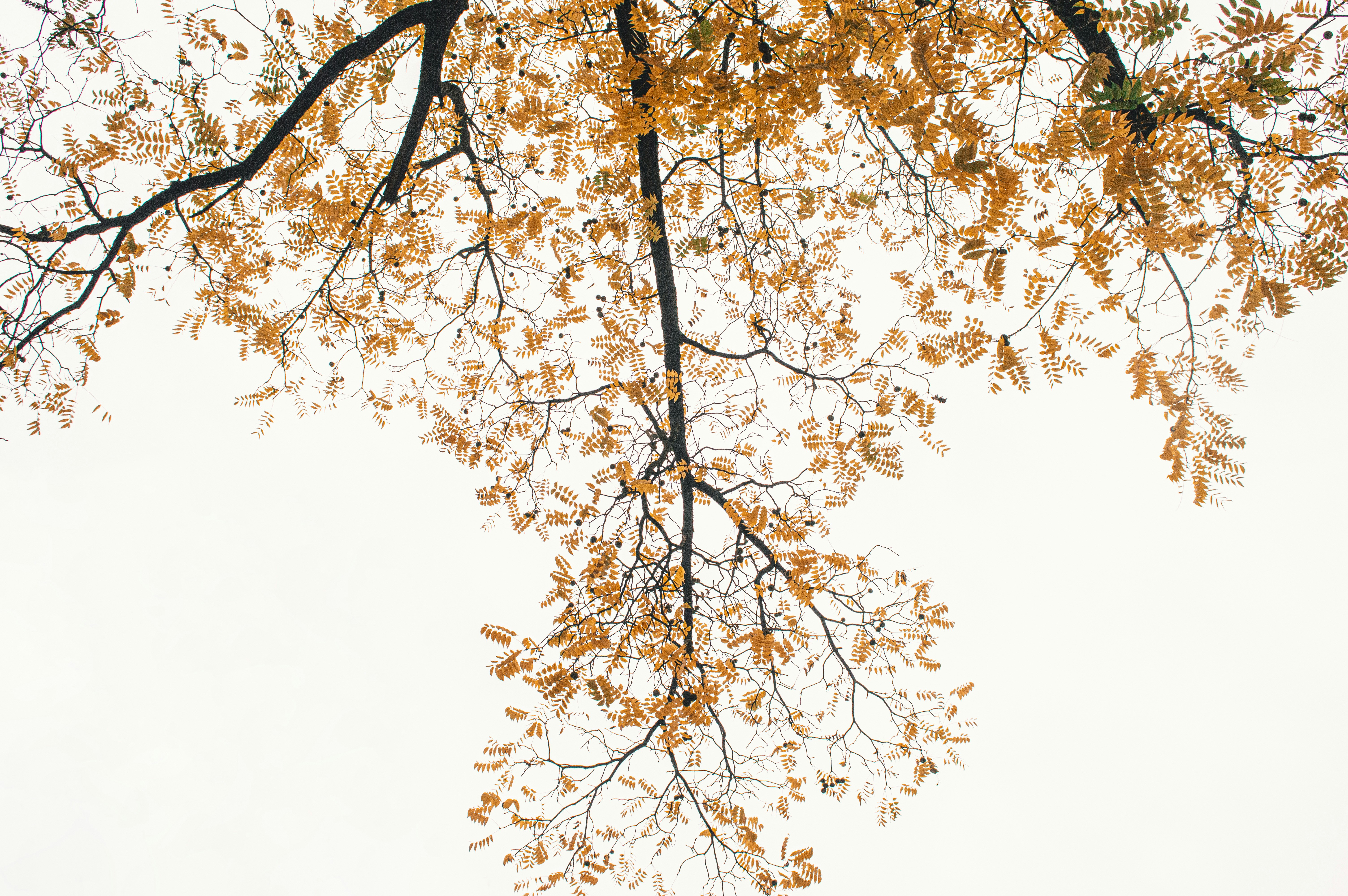 brown and yellow leaves on tree branch