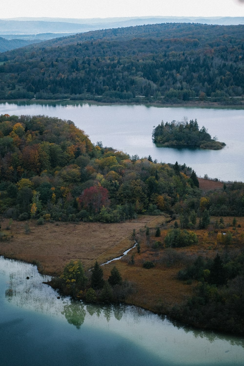 arbres verts et bruns près du plan d’eau pendant la journée