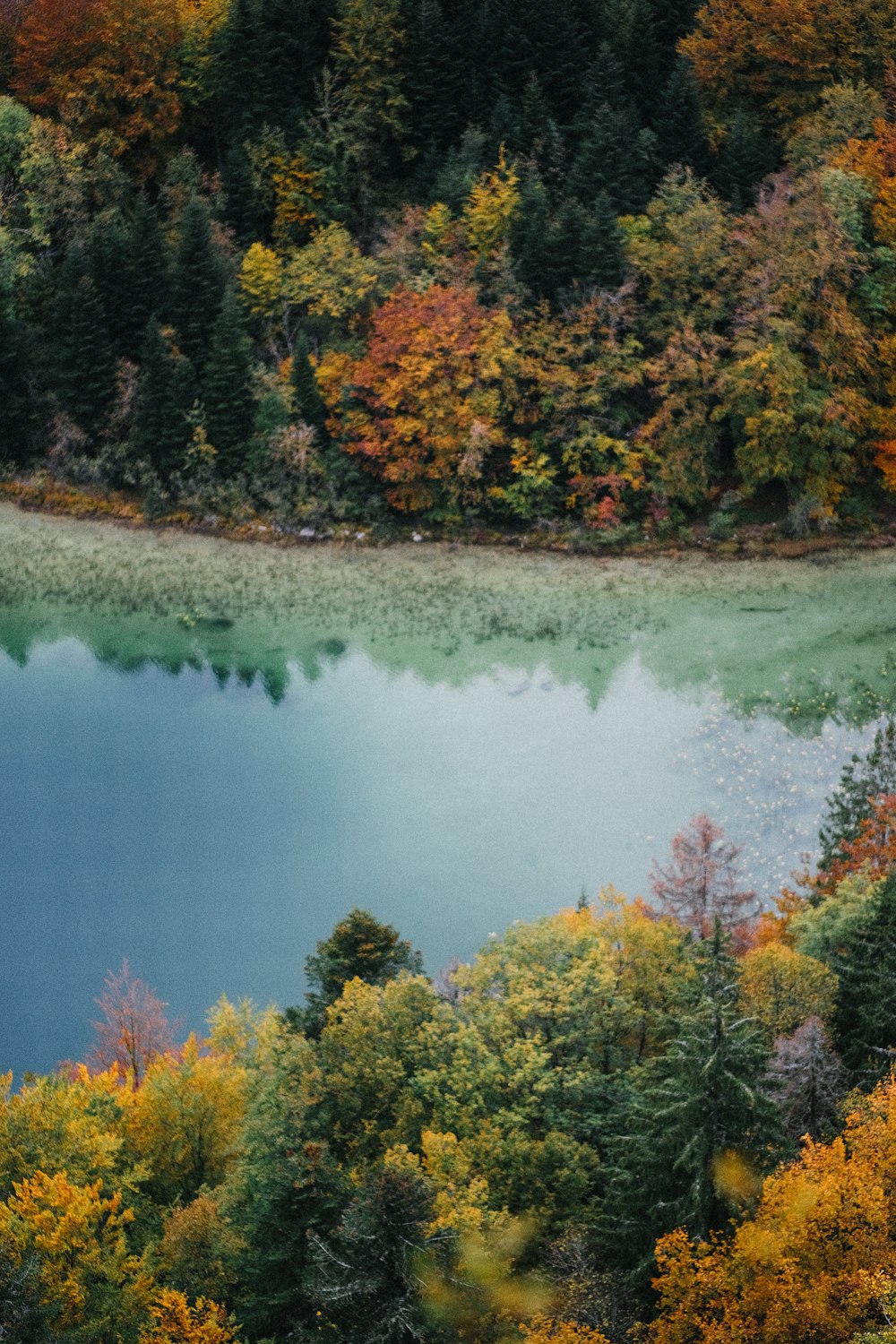 árboles verdes y marrones junto al río durante el día