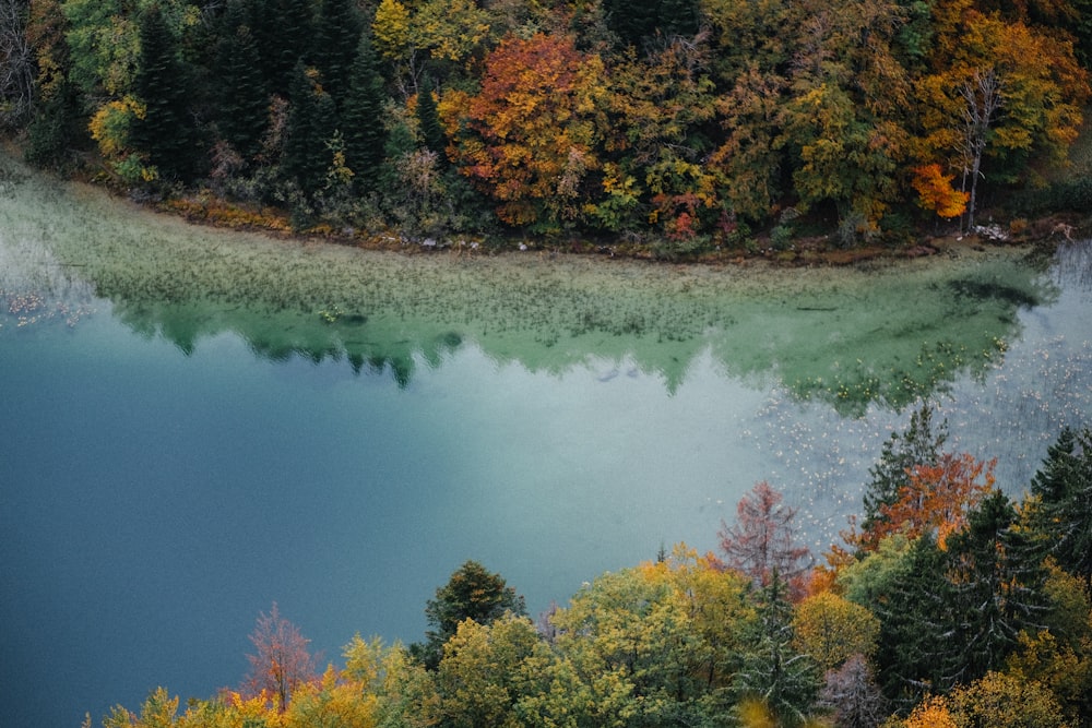 Grüne und braune Bäume am Fluss während des Tages