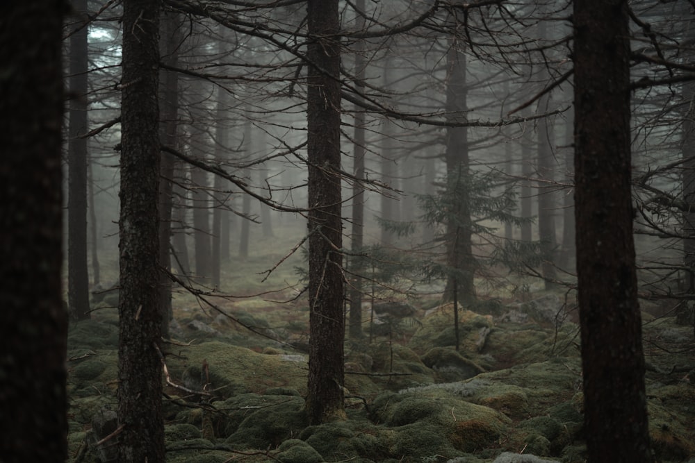 arbres verts sur champ brun pendant la journée