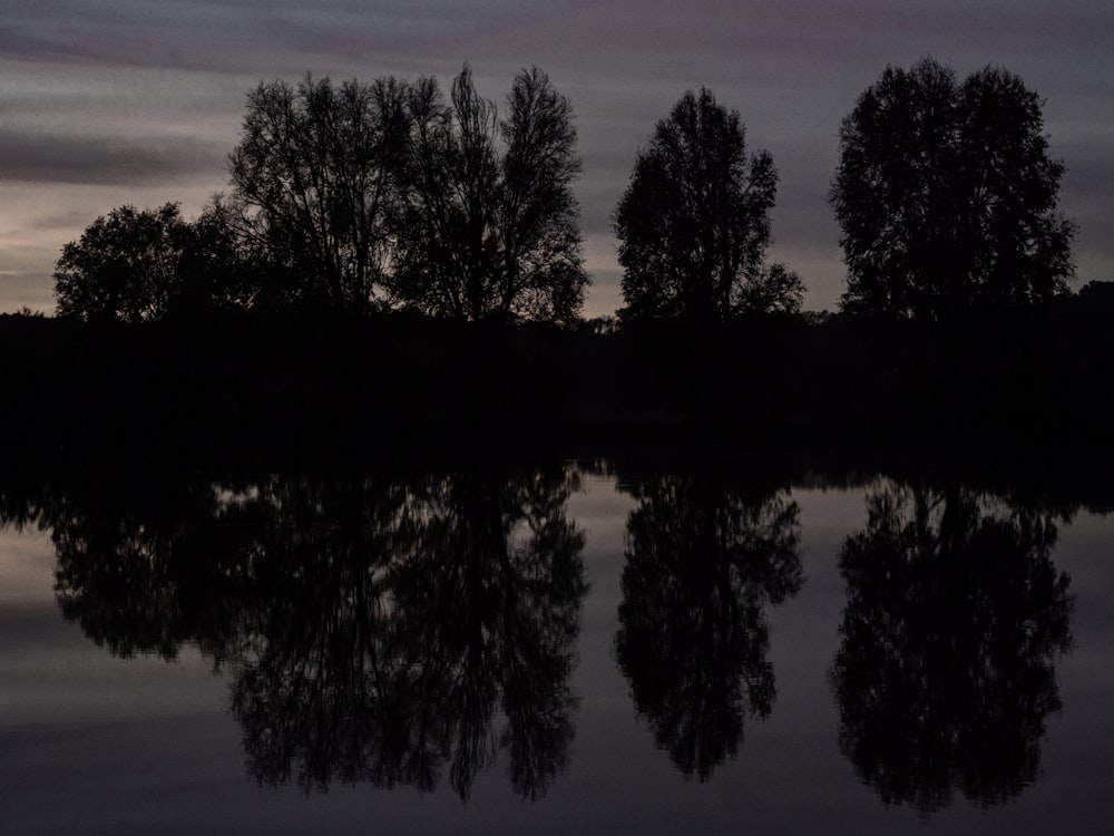 green trees beside body of water during daytime