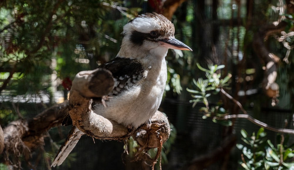 white and black bird on brown tree branch during daytime