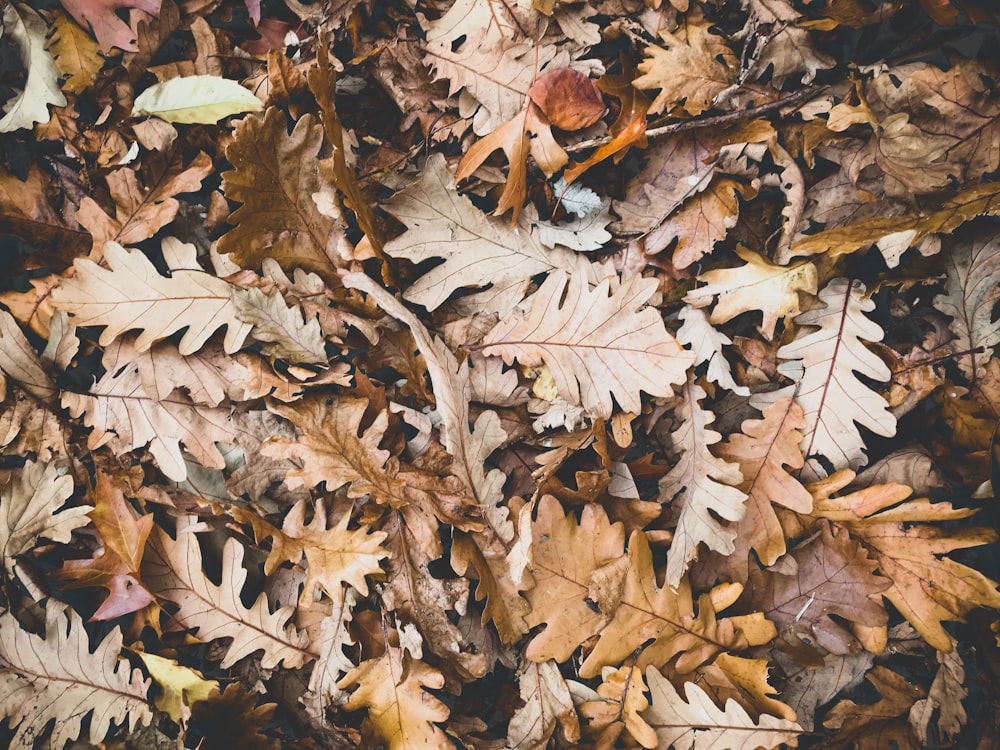 brown dried leaves on ground