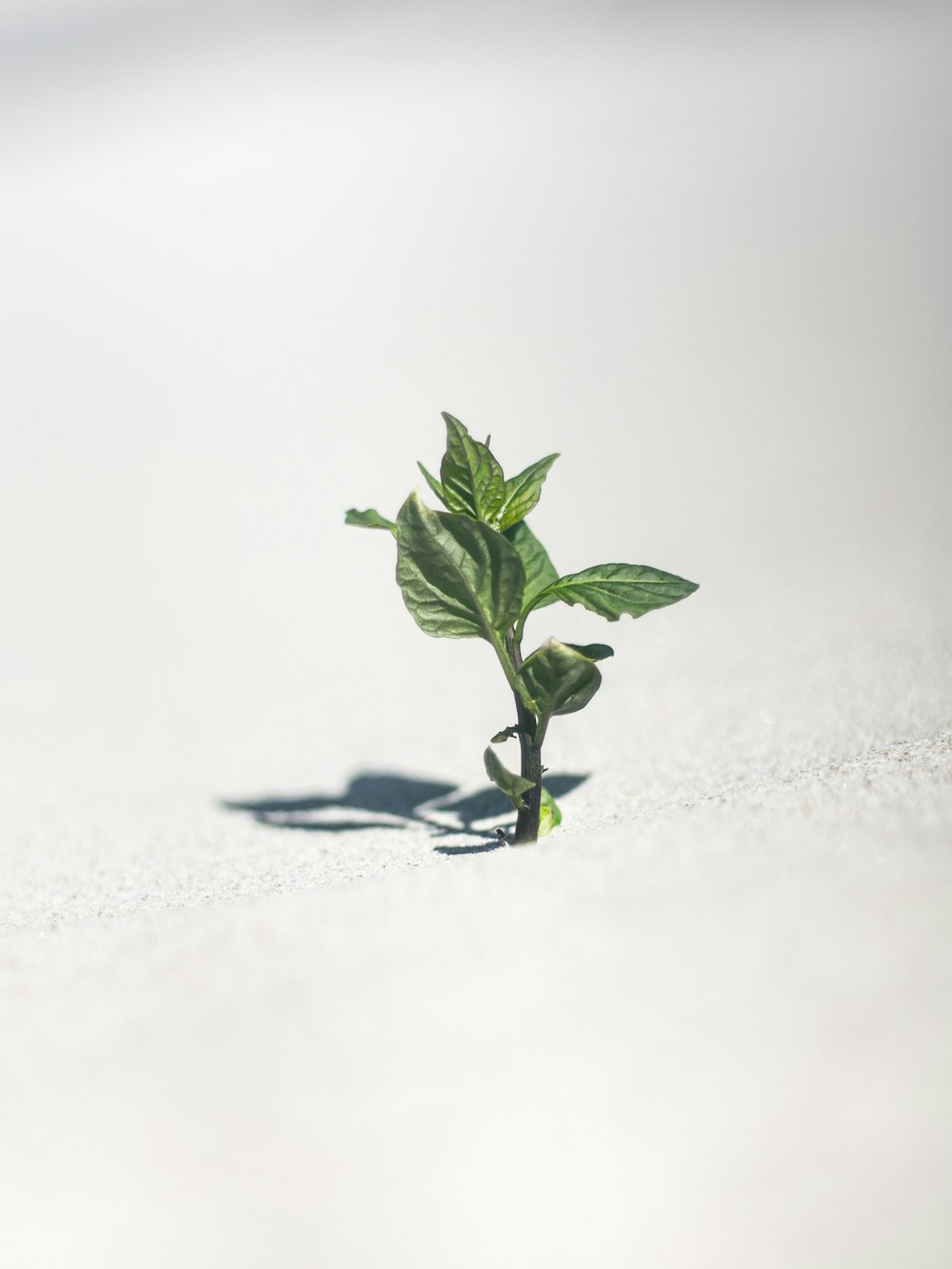 白い雪に緑の植物