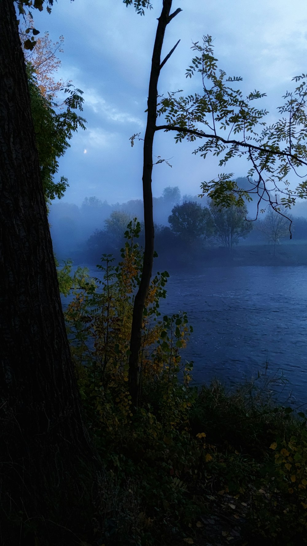 green trees near body of water during daytime