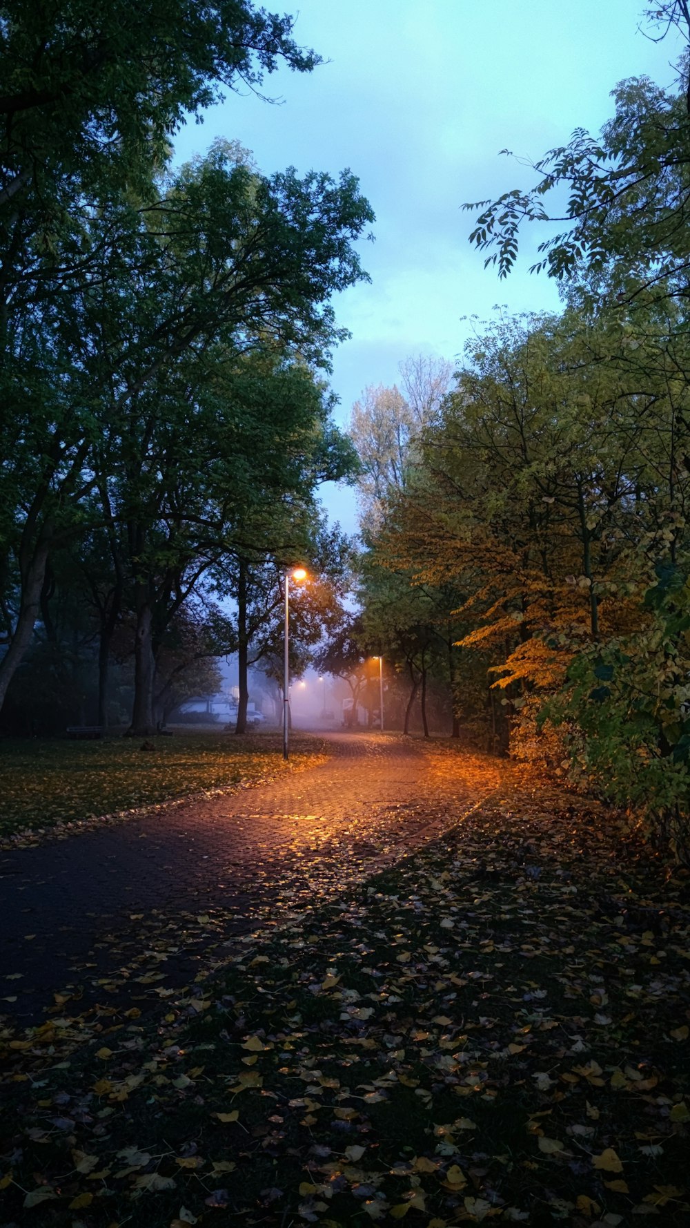 green trees on the side of the road