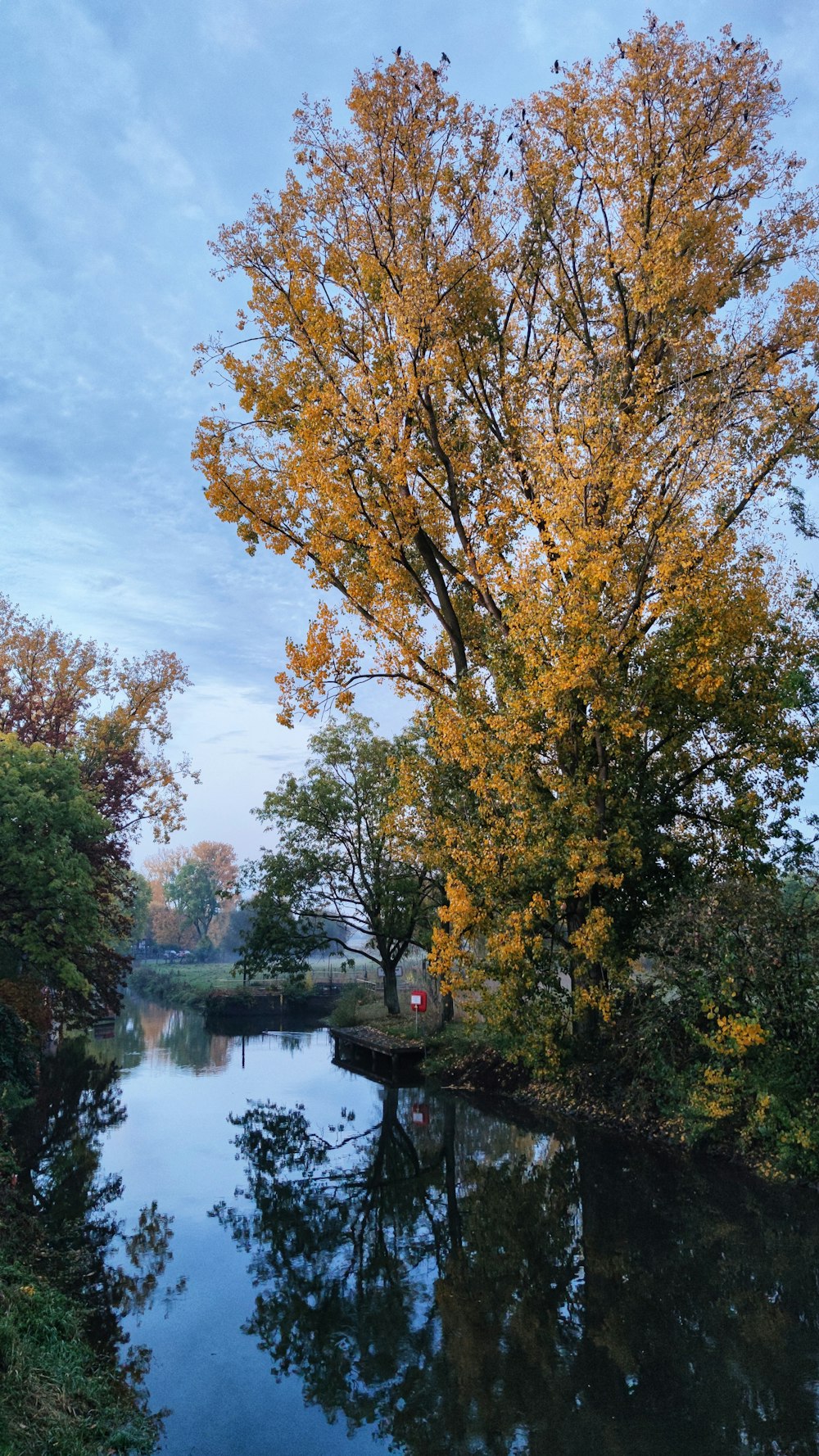 árboles verdes al lado del río bajo el cielo azul durante el día