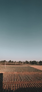 Wide-open farmland with rows of crops stretching toward a distant tree line on a clear day.