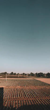 A panoramic view of a vast soybean field with big bags neatly arranged for transport.
