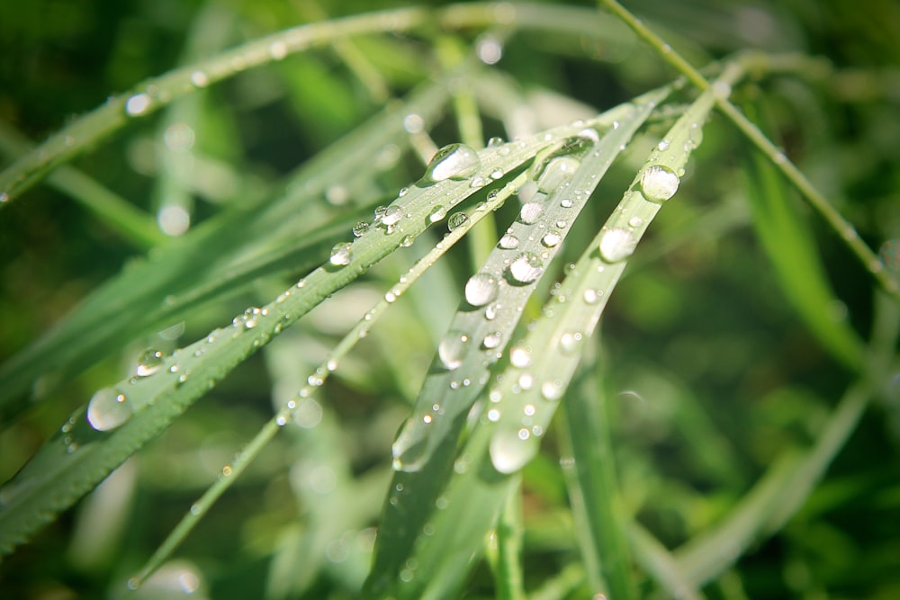 Wassertröpfchen auf grüner Pflanze