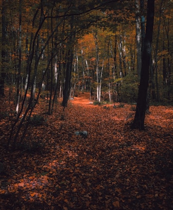 A serene European forest path covered in terracotta and ochre leaves during autumn.